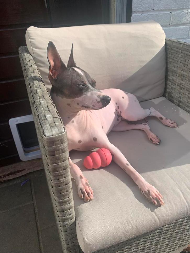 Gouden mandje gezocht voor americaanse naakthond, Dieren en Toebehoren, Honden | Chihuahua's en Gezelschapshonden, Teef, Overige rassen