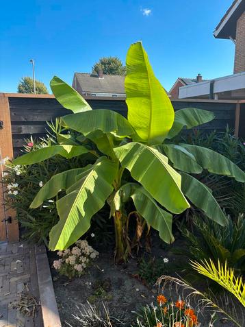 Bananenplant voor een tropische tuin beschikbaar voor biedingen