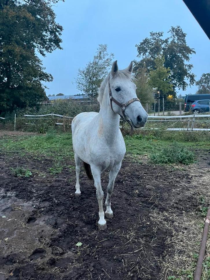 DRINGEND NIEUWE PLEK GEZOCHT!, Dieren en Toebehoren, Pony's, Merrie
