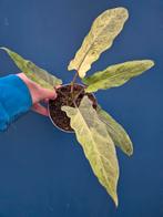 Alocasia Lauterbachiana Variegata p12 (7), Huis en Inrichting, Kamerplanten, Ophalen of Verzenden, Halfschaduw, Minder dan 100 cm