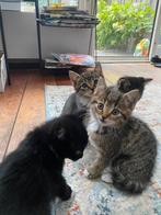 Kittens te koop - 7 weken oud, Dieren en Toebehoren, Katten en Kittens | Raskatten | Korthaar, Meerdere dieren, Ontwormd, 0 tot 2 jaar