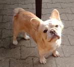 Franse bulldog teefje fluffy graag advertentie lezen, Dieren en Toebehoren, Honden | Bulldogs, Pinschers en Molossers, Particulier