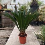 Cycas Revoluta - Vredespalm g60738, Tuin en Terras, Planten | Tuinplanten, Ophalen of Verzenden