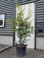 Quercus Ilex (meerstammig) 150+, Bloeit niet, 100 tot 250 cm, Olijfboom, Ophalen