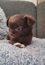 Zwartwit en choco langhaar chihuahua pup beschikbaar, Dieren en Toebehoren, Honden | Chihuahua's en Gezelschapshonden, 8 tot 15 weken