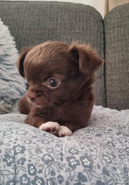 Zwartwit en choco langhaar chihuahua pup beschikbaar, Dieren en Toebehoren, Honden | Chihuahua's en Gezelschapshonden, Meerdere dieren