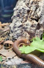 Telodeinopus aoutii – Reuze Afrikaanse Olijfmiljoenpoot, Dieren en Toebehoren, Insecten en Spinnen, Bijen