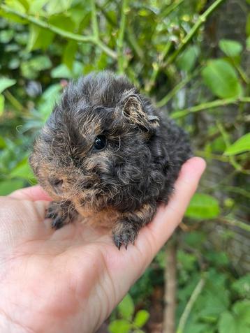 Lief cavia beertje. Lunkarya/CH teddy kruising beschikbaar voor biedingen
