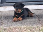 Rottweiler puppies met stamboom, Dieren en Toebehoren, België, Particulier, Reu, 8 tot 15 weken