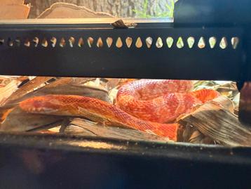 Rattenslang met of zonder terrarium beschikbaar voor biedingen