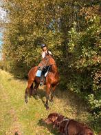 Lieve draver merrie, Dieren en Toebehoren, Paarden, Merrie, Zadelmak, Gechipt, 160 tot 165 cm