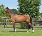 16 jarige top brave ruin, Gechipt, Ruin, L, 11 jaar of ouder