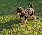 Mini Bernedoodle pups te koop (Berner Sennen x poedel), Particulier, Rabiës (hondsdolheid), Meerdere, 8 tot 15 weken