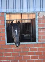 Pensionstalling beschikbaar, Dieren en Toebehoren, Stalling en Weidegang, Weidegang, 2 of 3 paarden of pony's
