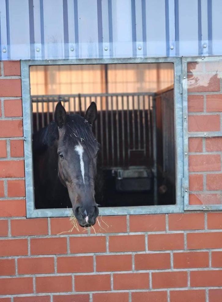 Pensionstalling beschikbaar, Dieren en Toebehoren, Stalling en Weidegang, Stalling, Weidegang, 2 of 3 paarden of pony's