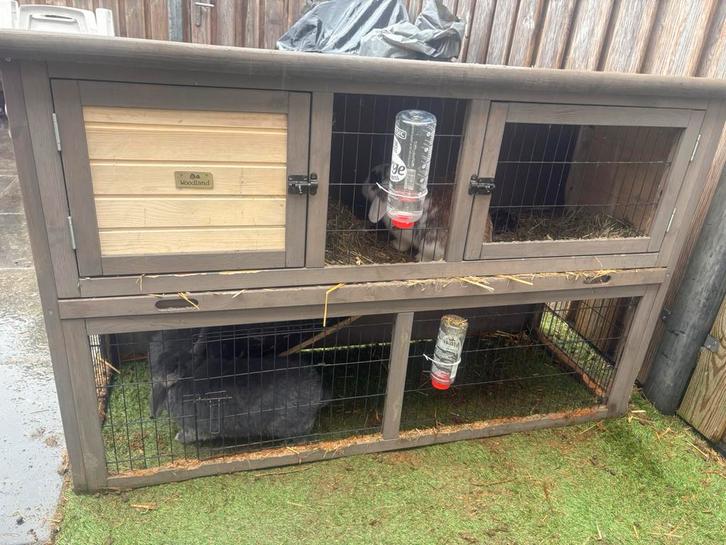 Hok met hangoor konijnen, Dieren en Toebehoren, Konijnen, Vrouwelijk, Hangoor