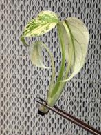 Monstera White Monster TC Plant, Huis en Inrichting, Kamerplanten, Ophalen of Verzenden