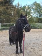 Shetlander ruin, Dieren en Toebehoren, Stalling en Weidegang