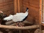 Fazanten, Dieren en Toebehoren, Pluimvee, Meerdere dieren, Kip