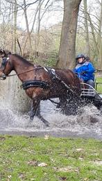 Paard te koop of ruilen, Ophalen of Verzenden