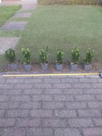 Euonymus japonicus green spire(Japanse kardinaalsmuts), Tuin en Terras, Planten | Struiken en Hagen, Minder dan 100 cm, Buxus