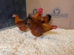 Jonge tamme New Hampshire kriel kippen - Gesekst en Ingeënt, Dieren en Toebehoren, Pluimvee, Vrouwelijk, Kip