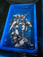 Shiro utsuri 30-40 cm Okawa, Dieren en Toebehoren, Vissen | Vijvervissen, Karper of Koi