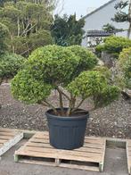 Ruim assortiment  Ilex Crenata - Tuinbonsai / Vormsnoei, Volle zon, Vaste plant, Bloeit niet, Ophalen