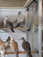 Australische kuif duiven, Dieren en Toebehoren, Vogels | Duiven, Meerdere dieren, Overige soorten