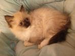 3 Ragdoll kittens te koop, Dieren en Toebehoren, Katten en Kittens | Raskatten | Langhaar, Meerdere dieren, Met stamboom