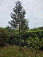 Grote kerstboom den dennenboom, Diversen, Kerst, Ophalen
