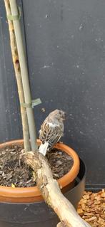 Glosters tekoop, Dieren en Toebehoren, Vogels | Overige Vogels, Meerdere dieren, Wildzangvogel