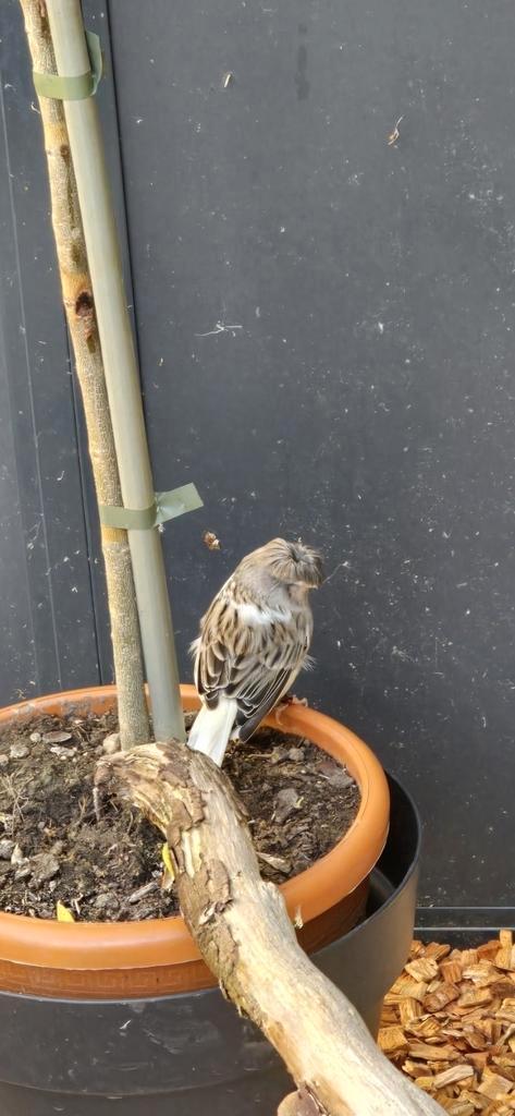 Glosters tekoop, Dieren en Toebehoren, Vogels | Overige Vogels, Wildzangvogel, Meerdere dieren