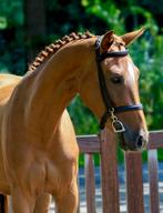 Top Zangersheide sportpony, Dieren en Toebehoren, Springpony, Zadelmak, 3 tot 6 jaar, Merrie