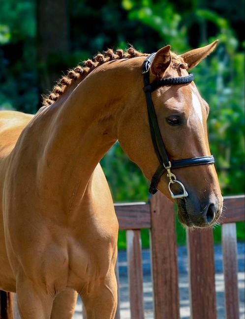 Top Zangersheide sportpony, Dieren en Toebehoren, Pony's, Merrie, Zadelmak, E pony (1.48m - 1.57m), Springpony, 3 tot 6 jaar