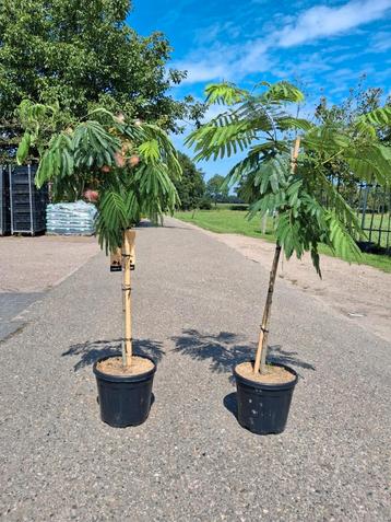 Albizia julibrissin umbrella, Perzische slaapboom roze bloem beschikbaar voor biedingen