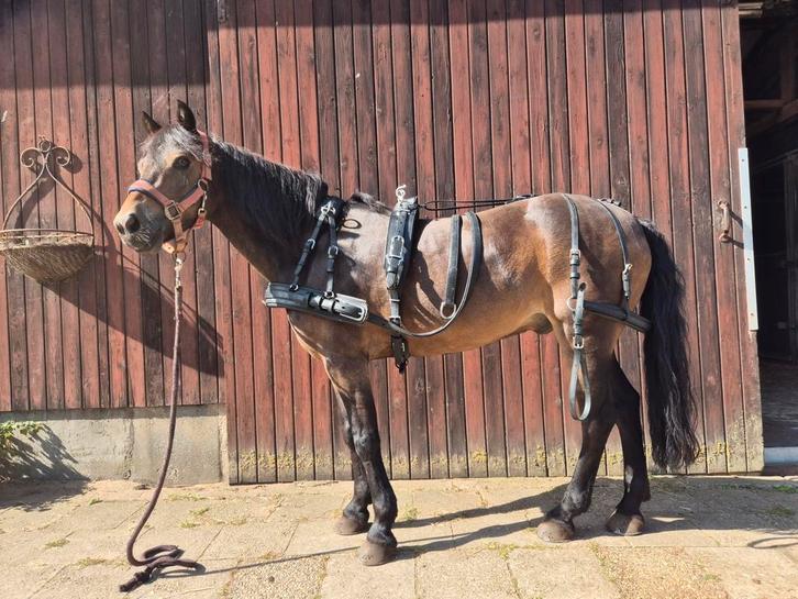 Ideal eurotech combi tuig, Dieren en Toebehoren, Paarden en Pony's | Hoofdstellen en Tuigage, Zo goed als nieuw, Overige soorten