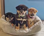 Shiba inu pups, Dieren en Toebehoren, België, Fokker | Hobbymatig, Overige rassen, CDV (hondenziekte)