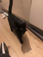 2 lieve poezen zoeken een nieuw huisje, Dieren en Toebehoren, Katten en Kittens | Overige Katten, Poes, Kortharig, 0 tot 2 jaar