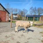 Swifter dekram, Mannelijk, Schaap, 0 tot 2 jaar