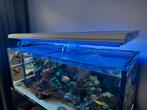 Losse verkoop Zeeaquarium techniek koralen en vissen, Dieren en Toebehoren, Ophalen, Zo goed als nieuw, Gevuld zeewateraquarium