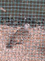 duivin bronsvleugelduif, Dieren en Toebehoren, Vrouwelijk