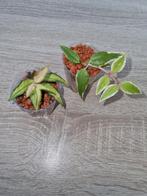 Hoya bella lida+anneke buis samen €20, Ophalen of Verzenden, Overige soorten, Minder dan 100 cm