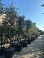Kurkeik ( Quercus suber ) met 40/50 cm stamomtrek te koop!!, Tuin en Terras, 250 tot 400 cm, Zomer, Volle zon, In pot
