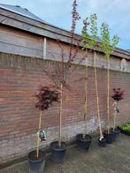 diverse bomen / stammen, Ophalen, In pot, Volle zon