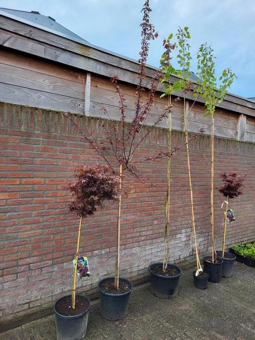 diverse bomen / stammen, Tuin en Terras, Planten | Bomen, Volle zon, In pot, Ophalen