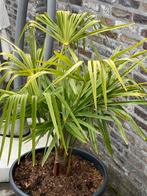 leuke tropische palmboom trachycarpus fortunei in pot!!!!!!!, Tuin en Terras, Planten | Bomen, In pot, Minder dan 100 cm, Zomer