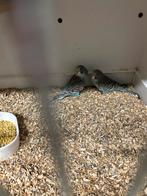 Blackface parkieten, Dieren en Toebehoren, Meerdere dieren, Parkiet