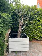 Olijfboom | 40jr oud | in pot met houten ombouw, Halfschaduw, Lente, Olijfboom, Ophalen