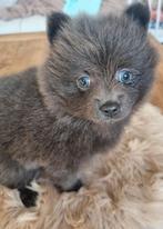 Pomeriaans pups 3 teefjes 2 reutjes, Dieren en Toebehoren, Honden | Poolhonden, Keeshonden en Oertypen, Keeshond, CDV (hondenziekte)